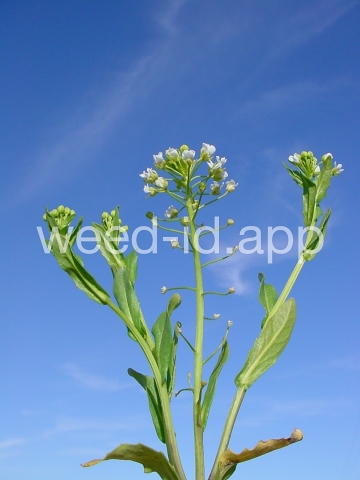 pennycress, field